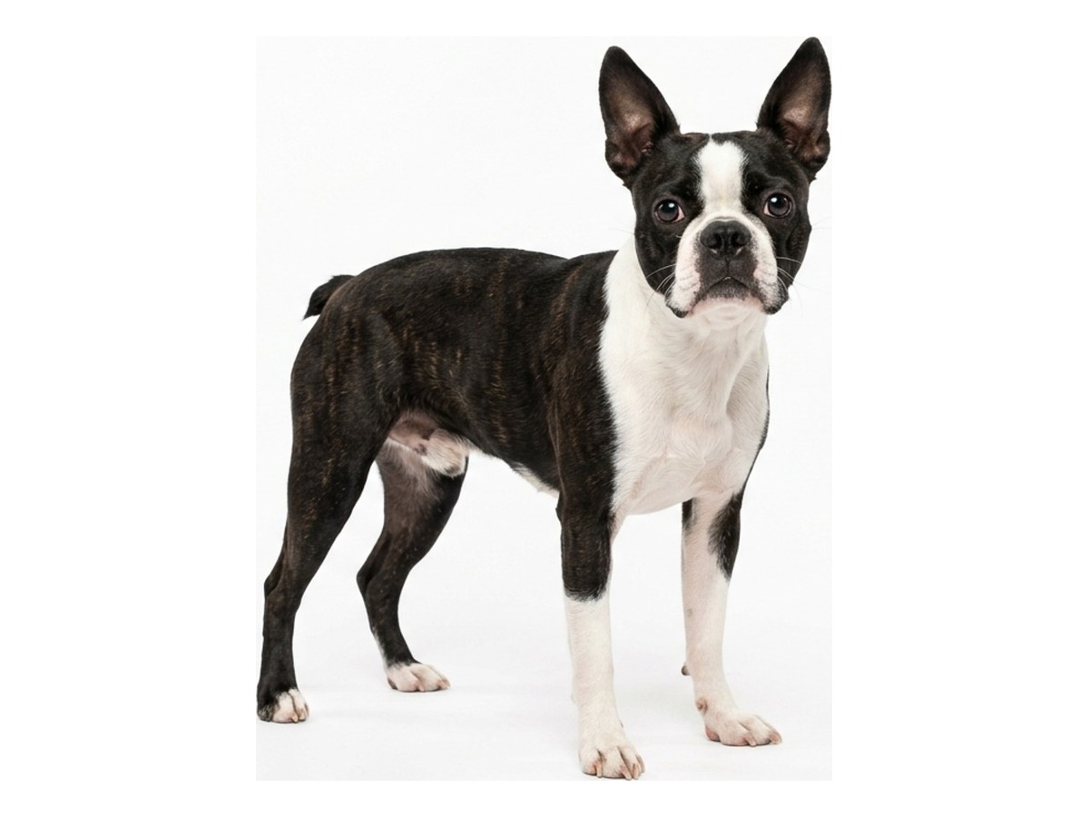 Boston Terrier gallery cover