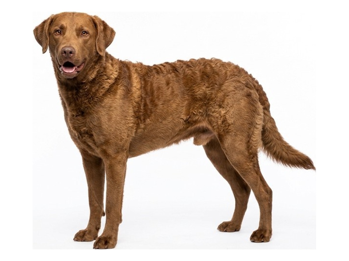 Chesapeake Bay Retriever gallery cover