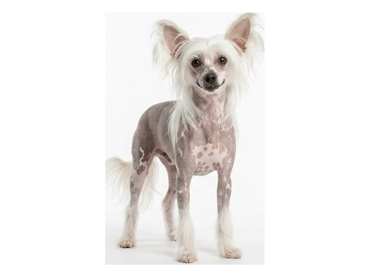 Chinese Crested gallery cover