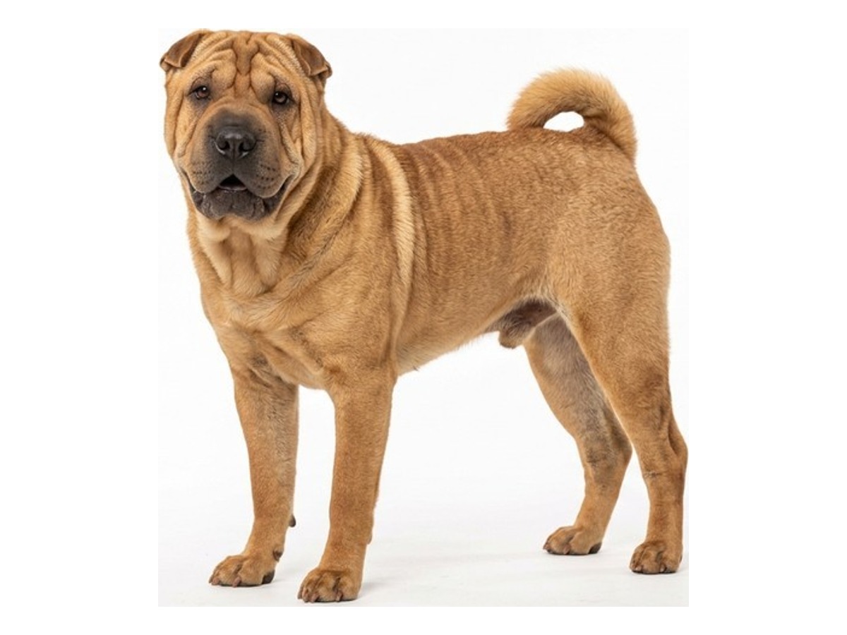 Chinese Shar-Pei gallery cover