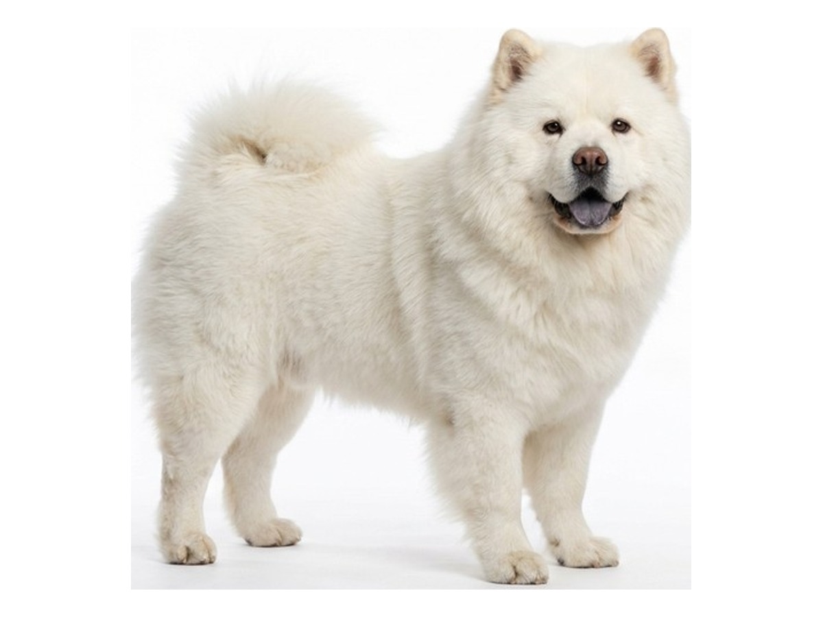 Chow Chow gallery cover