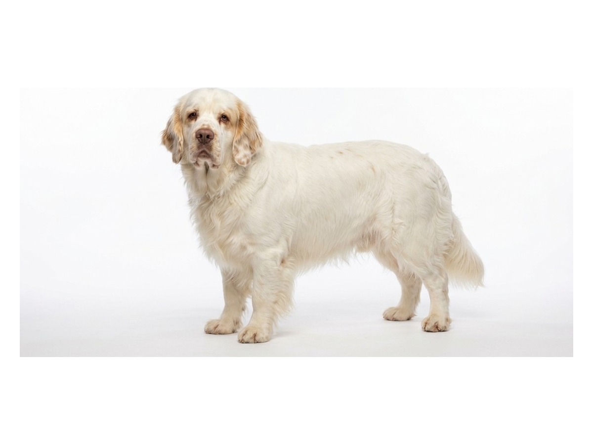 Clumber Spaniel gallery cover