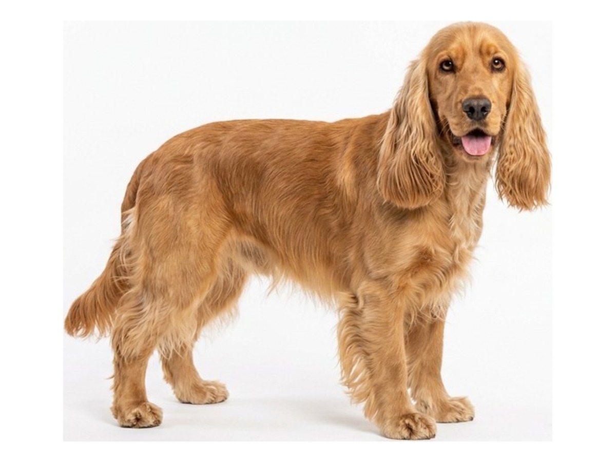Cocker Spaniel gallery cover