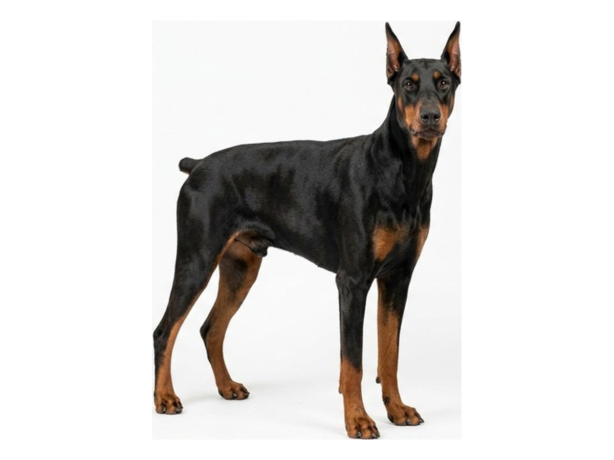 Doberman Pinscher gallery cover