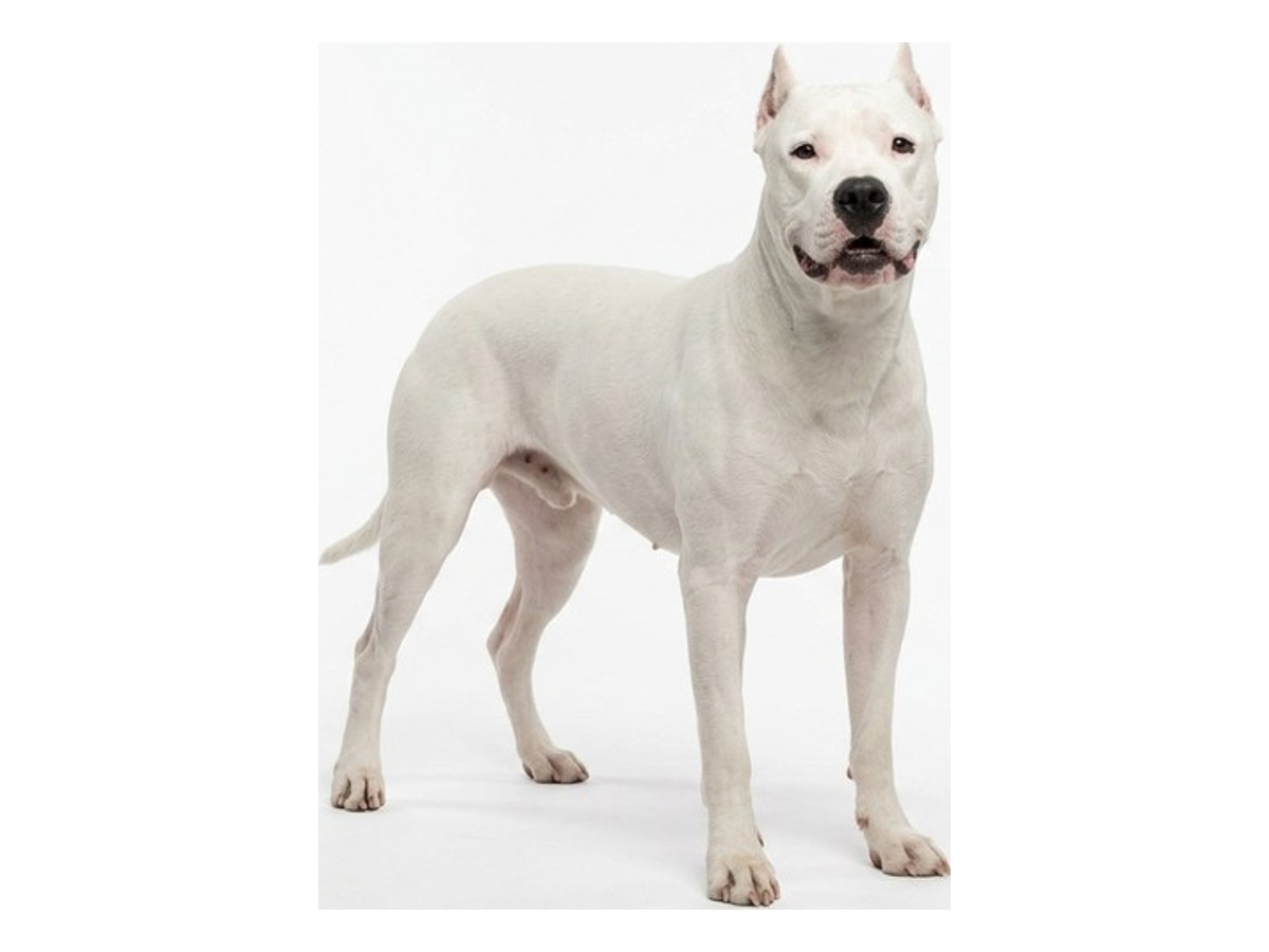 Dogo Argentino gallery cover