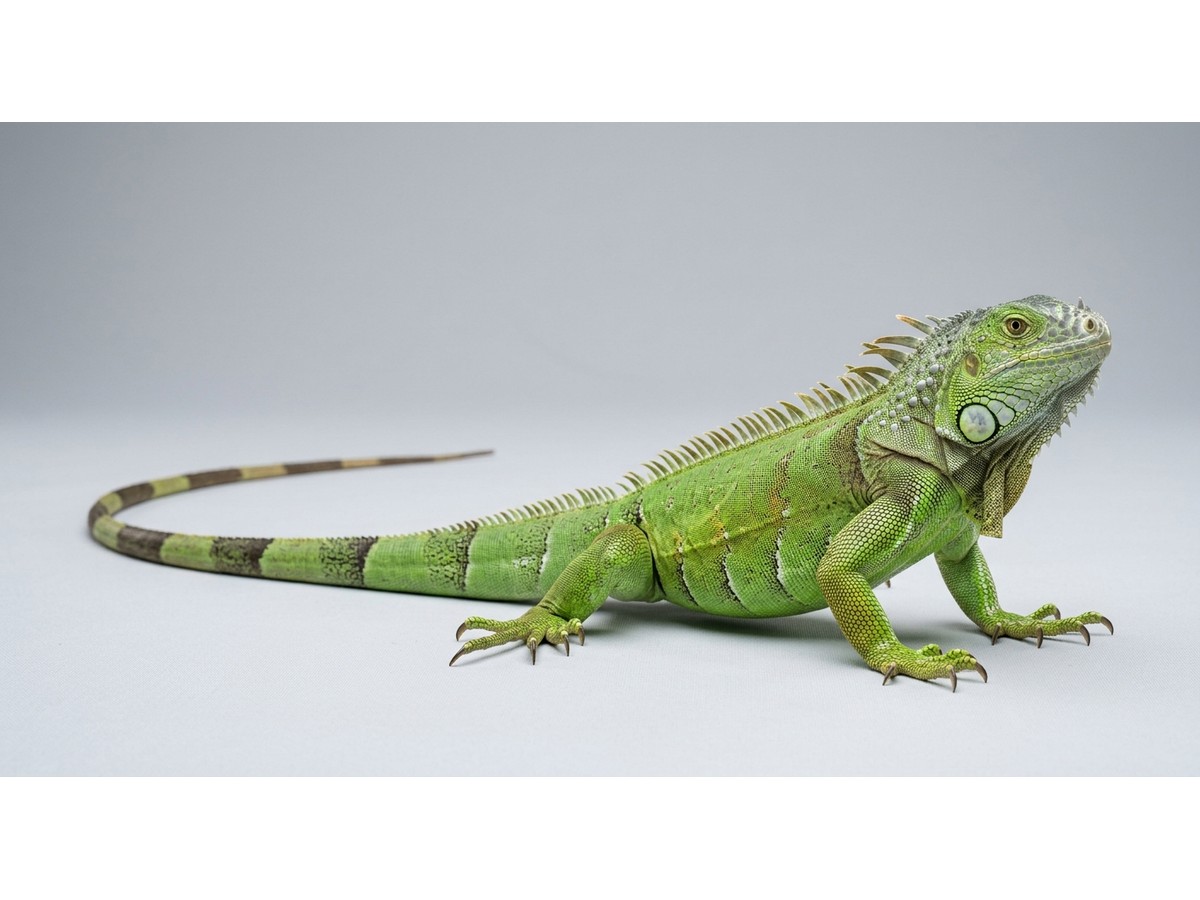 Green Iguana gallery cover