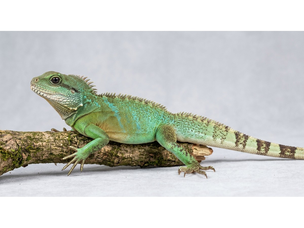 Chinese Water Dragon gallery cover